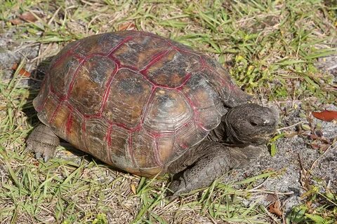 С английского на русский tortoises