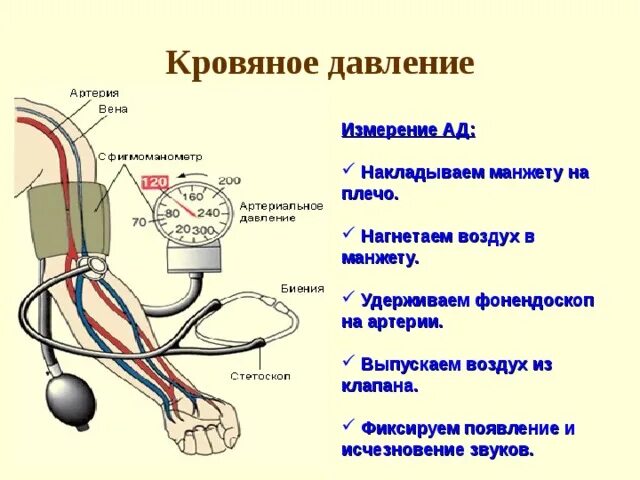 1. Измерение артериального давления на периферических артериях. Измерение артериального давления на плечевой артерии. Нормы при измерении артериального давления. При измерении артериального давления манжета накладывается на. Алгоритм действия пульса