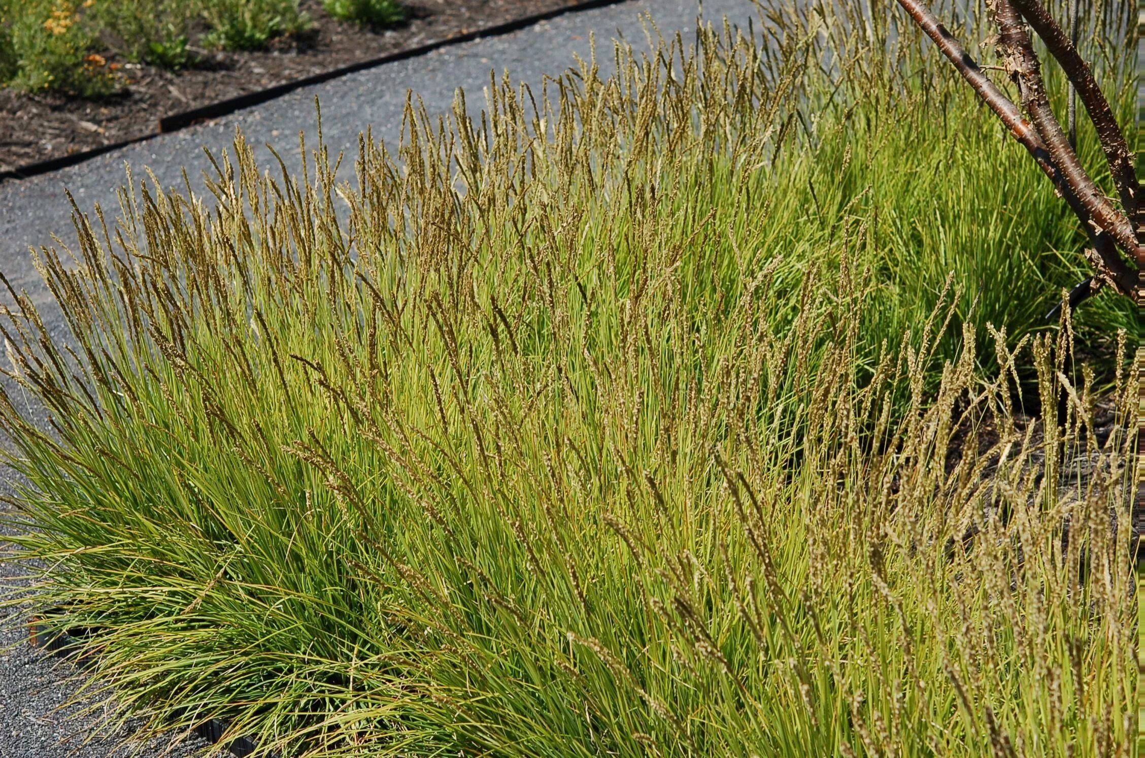 Без злаковый. Сеслерия голубая (Sesleria caerulea). Сеслерия autumnalis. Сеслерия блестящая Sesleria nitida. Сеслерия осенняя (Sesleria autumnalis).