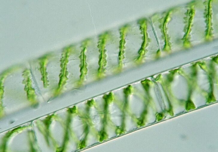 Спирогира представитель. Spirogyra водоросль. Нитчатая водоросль спирогира. Спирогира зеленая нитчатая водоросль. Хлоропласт спирогиры.