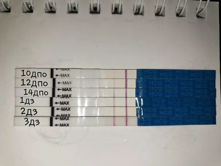 Забеременела после овуляции форум. 12 ДПО тест динамика. 10 ДПО эвитест динамика. Тесты с 9 ДПО динамика. 12 ДПО тест ХГЧ.