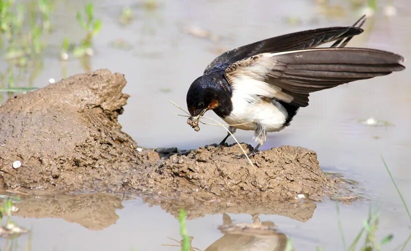 черный водорез птица. гнездо ласточки береговушки. разбор предложения норки. лапками и клювиками они роют в крутом. лапками и клювиками они роют.