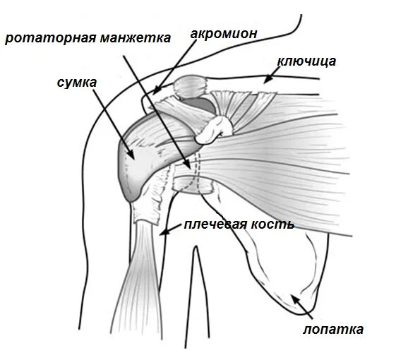 ротаторная манжета плечевого сустава анатомия. капсульно-связочный аппарат плечевого сустава. разрыв суставной капсулы плечевого сустава. срок восстановления связок плечевого сустава. связка плечевого сустава разорвана.