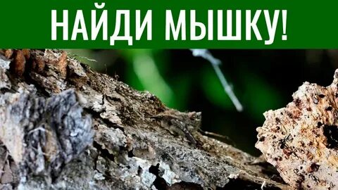 Тест найти животное на картинке