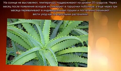 Полив алоэ как часто