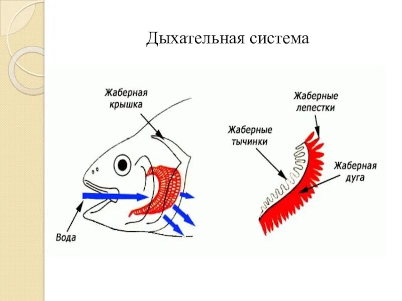 Характерные признаки типа жаберных щелей. Жаберное дыхание схема. Дыхательная система рыб 7 класс биология. Жаберное дыхание у животных. Внутреннее строение рыбы дыхательная система.