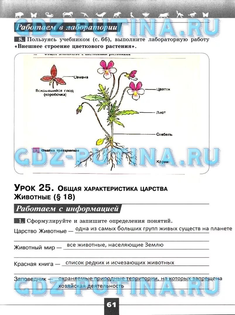 Правильные ответы по биологии 5 класс. Лабораторная работа по биологии 5 класс. Выполните лабораторную работу внешнее строение цветкового растения. Лабораторная работа по биологии 5 класс растения.