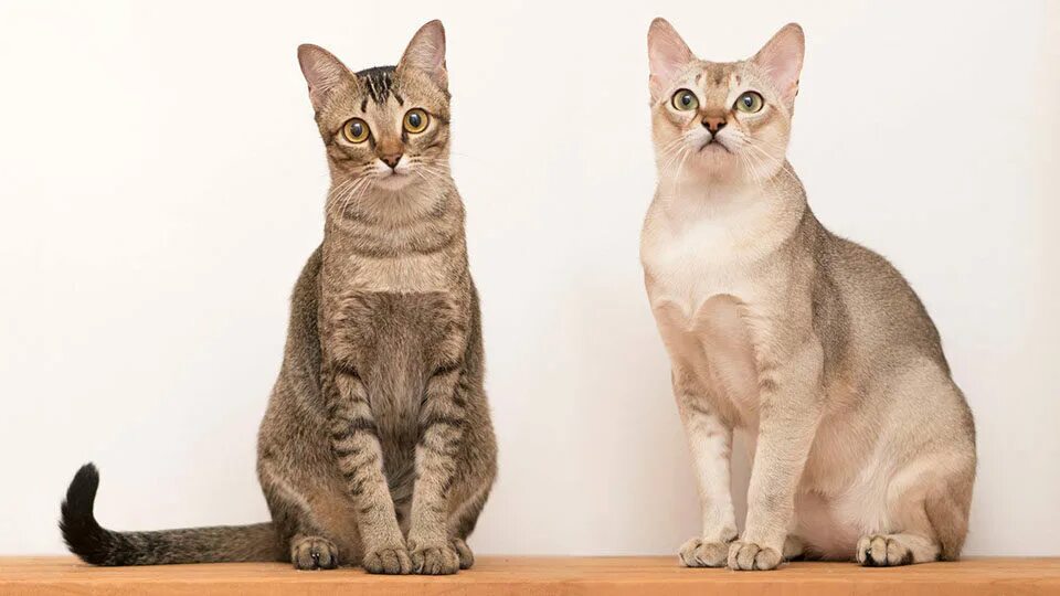 Some more information on the Singapura cat breed Pets4Homes Singapura cat, Cat b