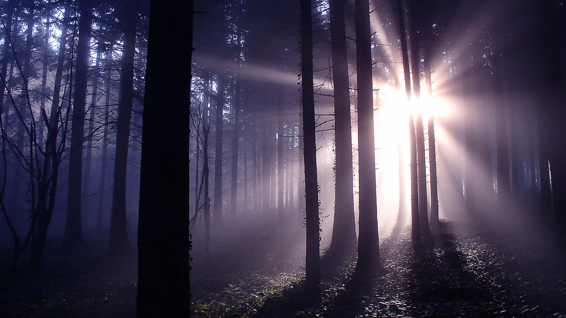 Сумеречный лес Сумерки. Темный лес. Ночной лес. Мрачный лес. Загадочно манящим светом