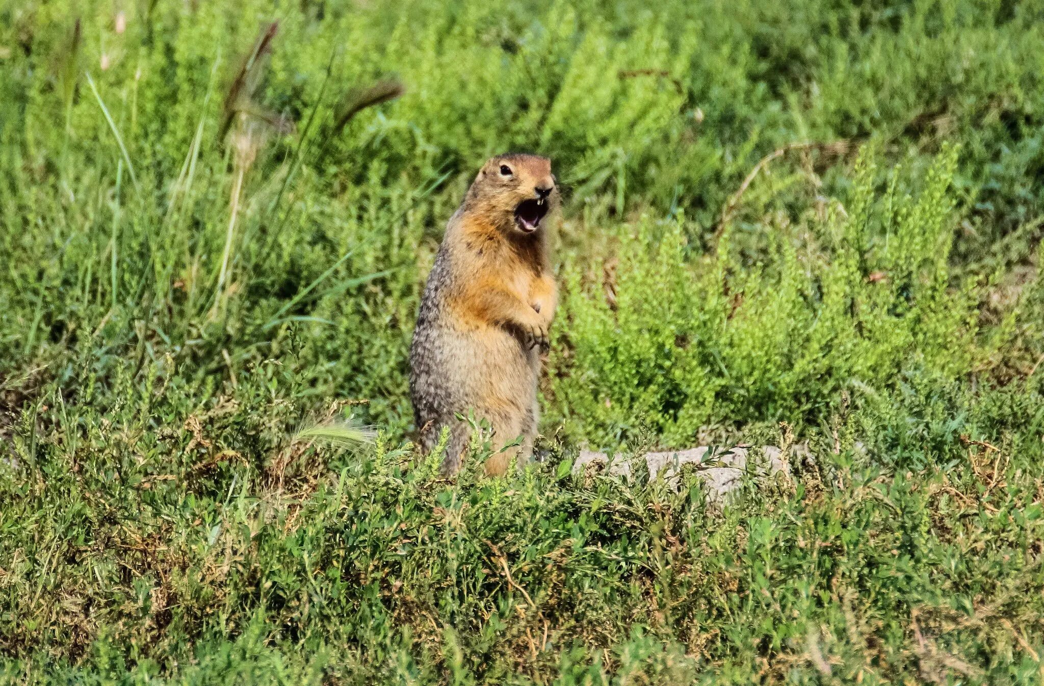 Суслик Краснощекий (Spermophilus erythrogenys). Суслик Краснощёкий Кемеровская область. Краснощекий суслик Алтайский край. Суслик большой и суслик Краснощёкий. Суслик краснощекий