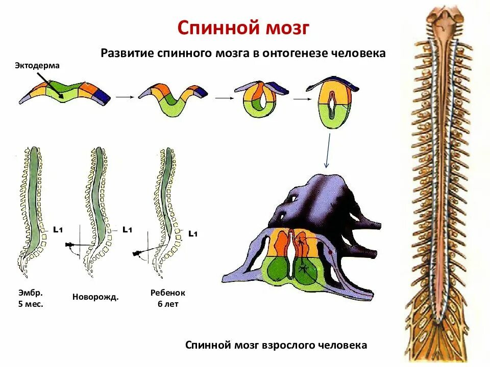 Спинной мозг у взрослого человека. Нервная система схема спинного мозга. Нервная система спинной мозг анатомия. Онтогенез спинного мозга. Филогенез спинного мозга.