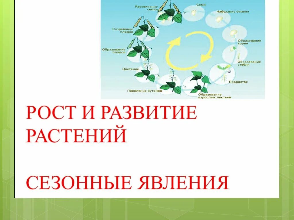 Рост и развитие ребенка 8 класс презентация. Рос и развитие растений 6 класс. Рост и развитие растений 6 класс. Развитие растений презентация. Рост и развитие растений таблица.