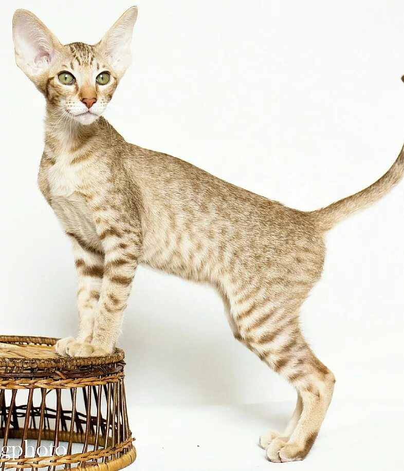 Окрас кошки породы ориентальная. Кот Ориентал циннамон. Ориентальный кот пятнистый. Ориентал циннамон пятнистый. Ориентальная кошка Циномоновый окрас.