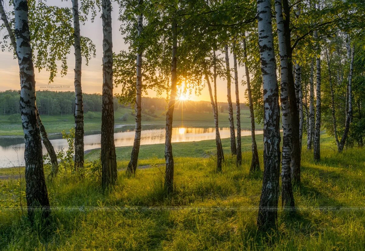 Курск березовая роща. Берёзовая роща курск. березовая роща озеро ивановская область. роща невест курск. роща невест курск природа.