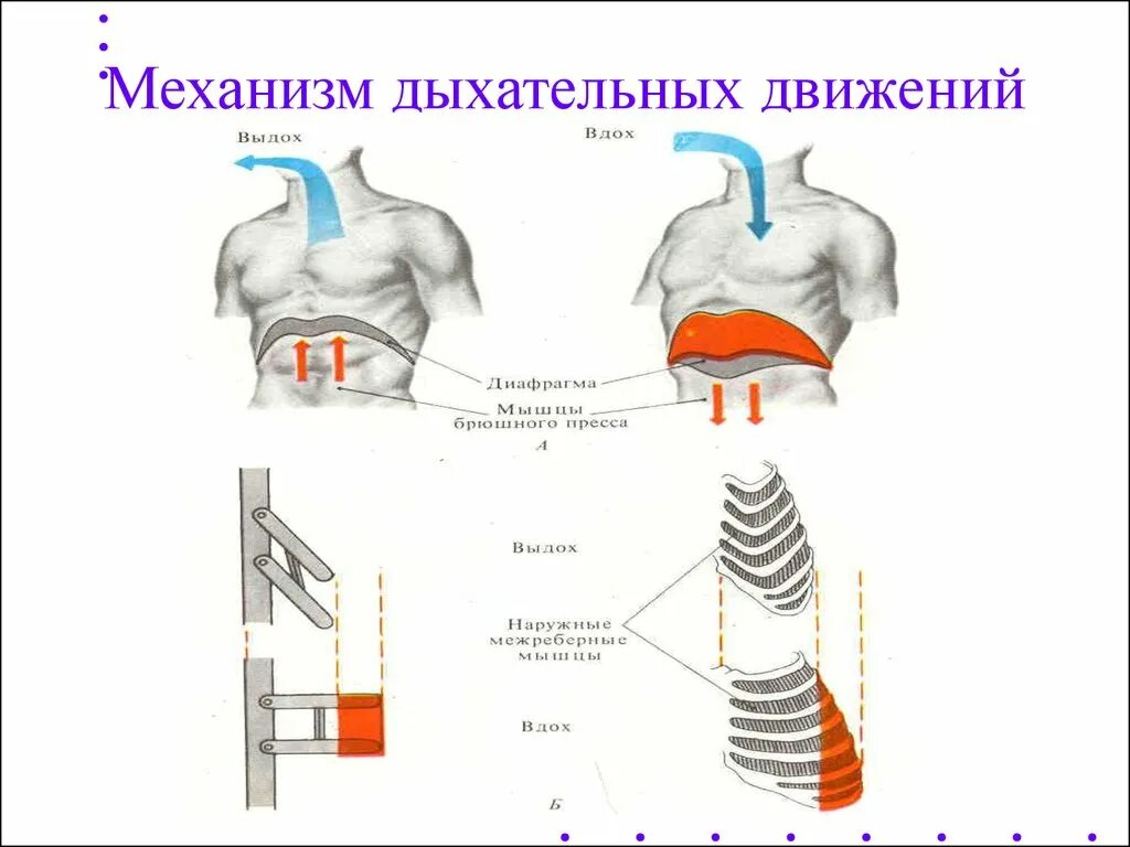 Центр произвольных дыхательных движений. Система вдоха и выдоха. Механизм дыхательных движений вдоха и выдоха. Дыхательные движения схема вдох выдох. Механизм вдоха и выдоха таблица.