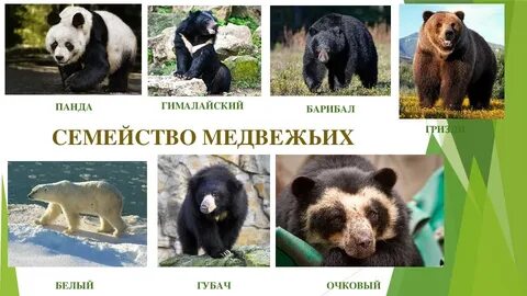 Медведь класс вид