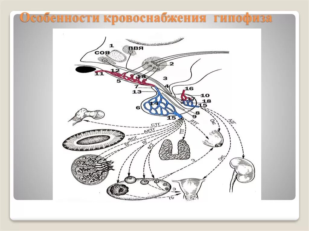 Артерии гипофиза. Кровоснабжение гипофиза. Кровоснабжение гипофиза гистология. Кровоснабжение и иннервация гипофиза. Иннервация гипофиза.