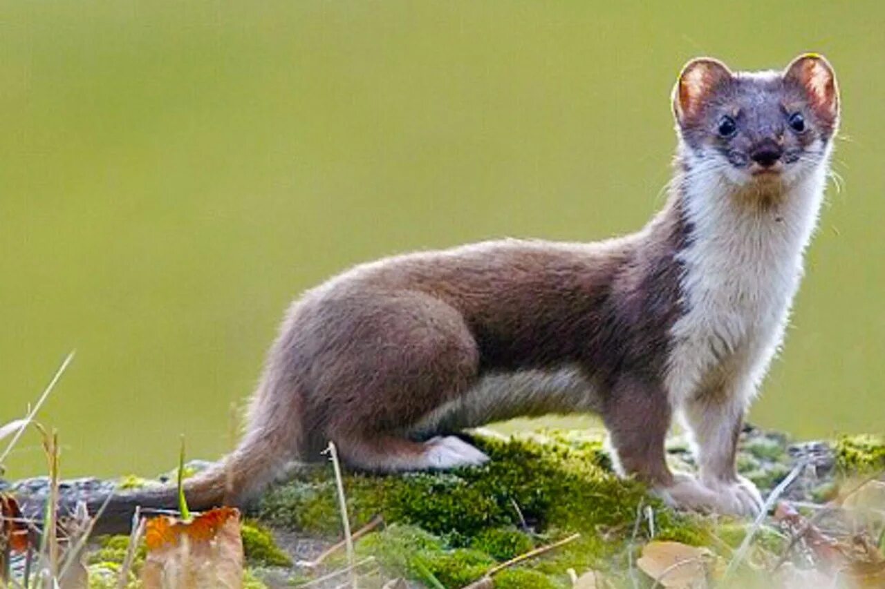 Известно что горностай хищное. Ласка обыкновенная (Mustela nivalis). Ласка (Mustela nivalis) 2023. Ласка Крымская Степная. Горностай Таймыр.