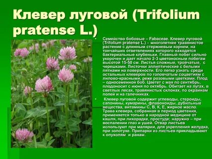 Особенности клевера лугового