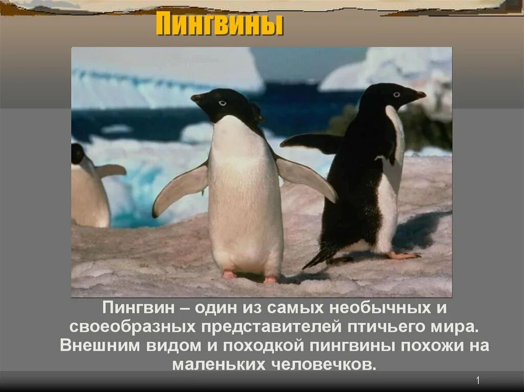 У какого пингвина всегда есть действие. Пингвины презентация. Всё о пингвинах. Факты о пингвинах. Презентация на тему пингвины.