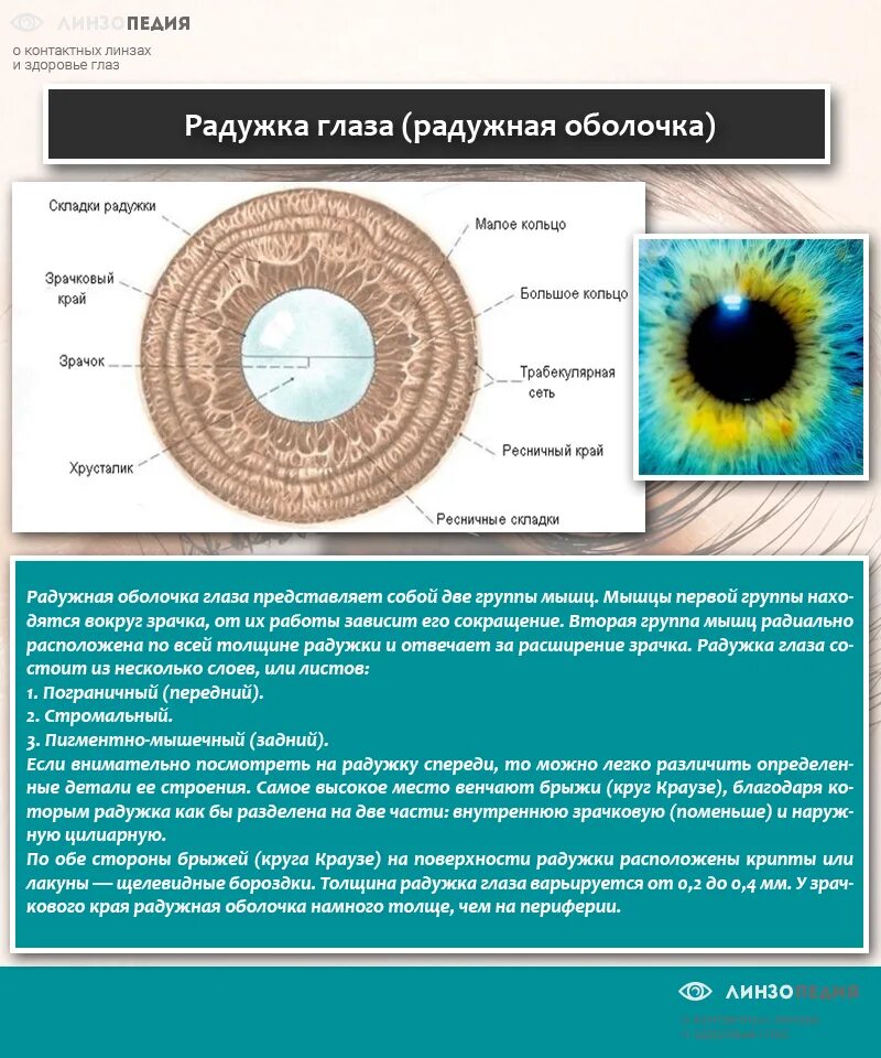 Радужка глаза строение. Радужка зрачок строение. Структура радужной оболочки глаза. Строение радужной оболочки.