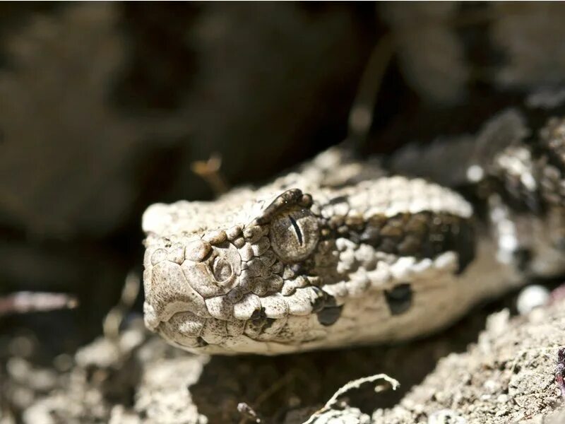 Montivipera xanthina. Змеи Турции. Гадюка Турция. Змеи обитатели Донбасса. Змеи в турции