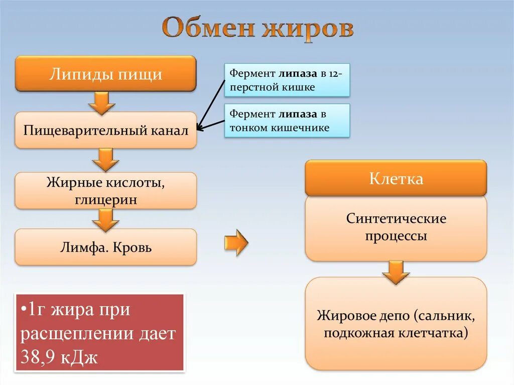 Ферментативное расщепление поступающих с пищей белков. Обмен жиров схема 8 класс. Схема обмена веществ жиров. Обмен жиров последовательность. Обмен белков белки пищи пищеварительный канал.