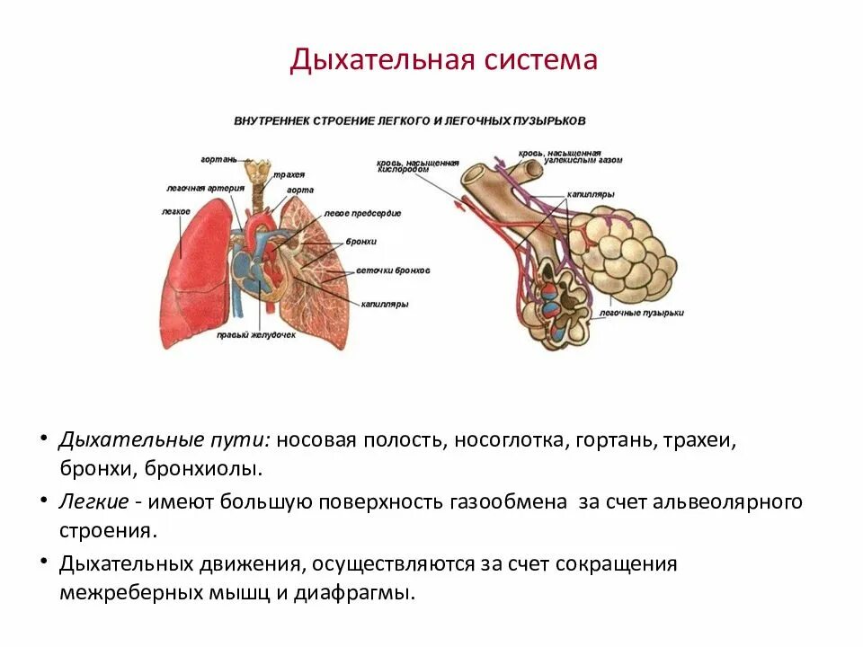 Дыхательная система млекопитающих функции. Система органов дыхания млекопитающих. Система органов дыхания млекопитающих 7 класс. Схема строения органов дыхания млекопитающих. Строение дыхательной системы млекопитающих.