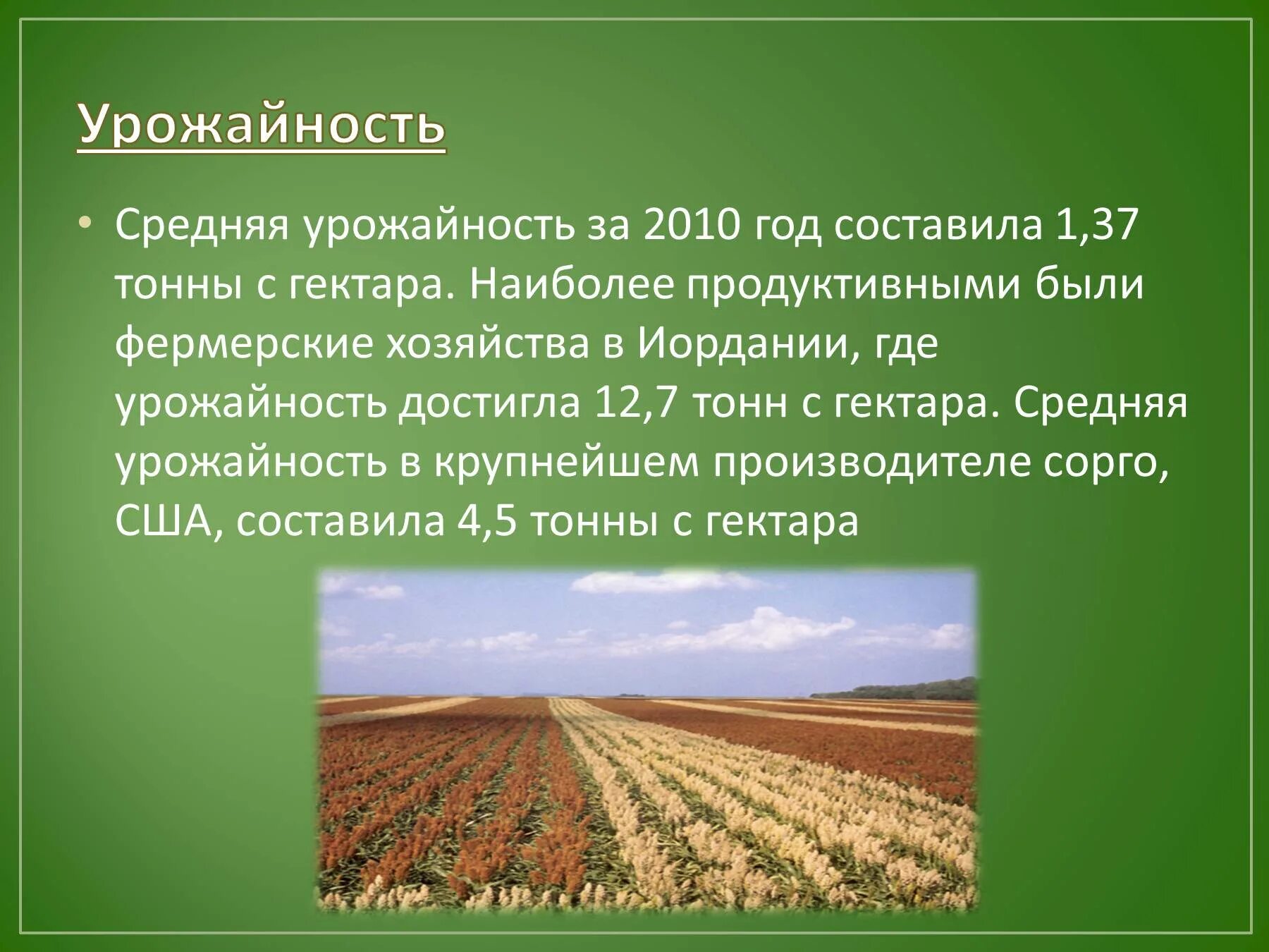 Урожайность сорго с 1 га. Средняя урожайность. Урожай чеснока с гектара. Урожайность сорго с гектара в России.