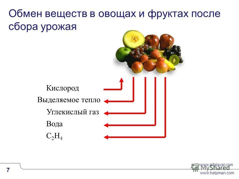 таблица раздельного питания совместимость продуктов по шелтону. коды поле фруктов. фрукты завезенные в россию. дики фрукты до и после. коды поле фруктов.
