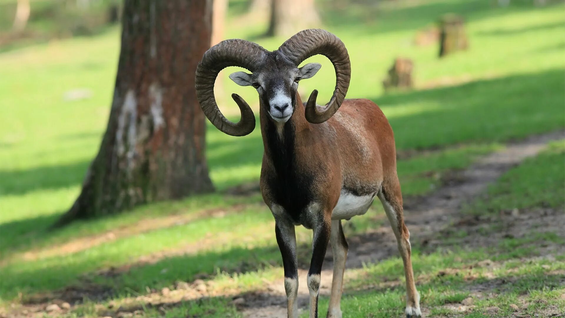 Архар уриал муфлон. Муфлон крымский. Горный баран муфлон. Корсиканский муфлон. Муфлон и архар.