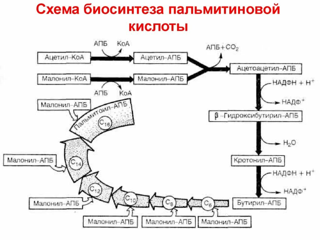 Окисление в биосинтезе. Схема этапов синтеза пальмитиновой кислоты. Схема синтеза пальмитиновой кислоты. Синтез пальмитиновой кислоты биохимия схема. Синтез активной формы пальмитиновой кислоты.