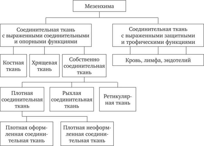 Классификация и функции соединительной ткани. Классификация мезенхимных тканей. морфофункциональная классификация мезенхимных тканей. классификация соединительной ткани схема. классификация соединительных тканей мезенхимного происхождения.