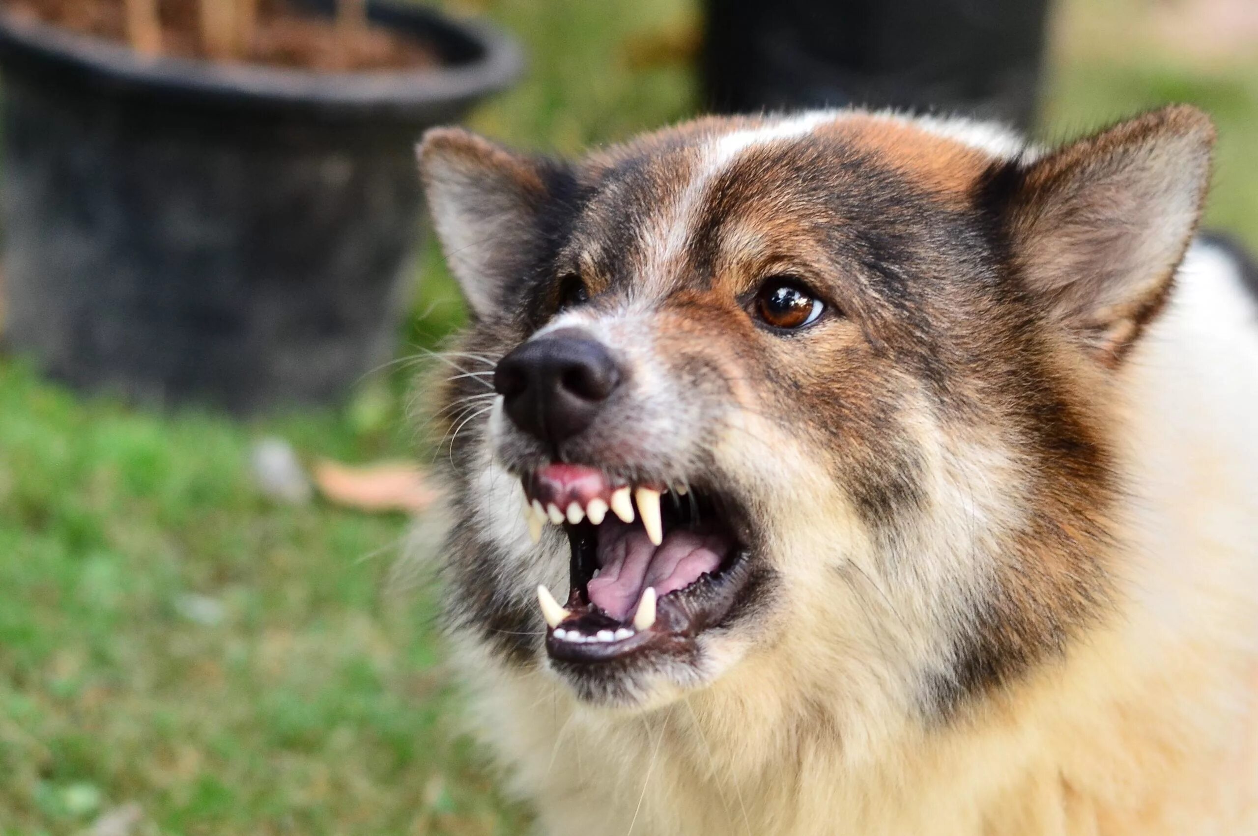 Animal bite