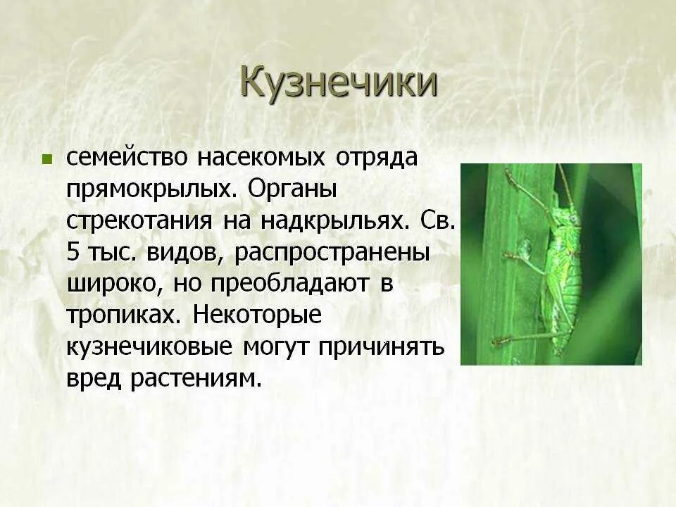 На головном отделе насекомых отряда прямокрылых. Отряды насекомых Прямокрылые. Семейство кузнечиков. Класс Прямокрылые отряд Кузнечики. Кузнечик отряд насекомых.