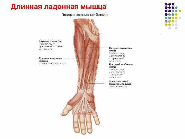 Сухожилие длинных мышц. Сухожилие длинных мышц