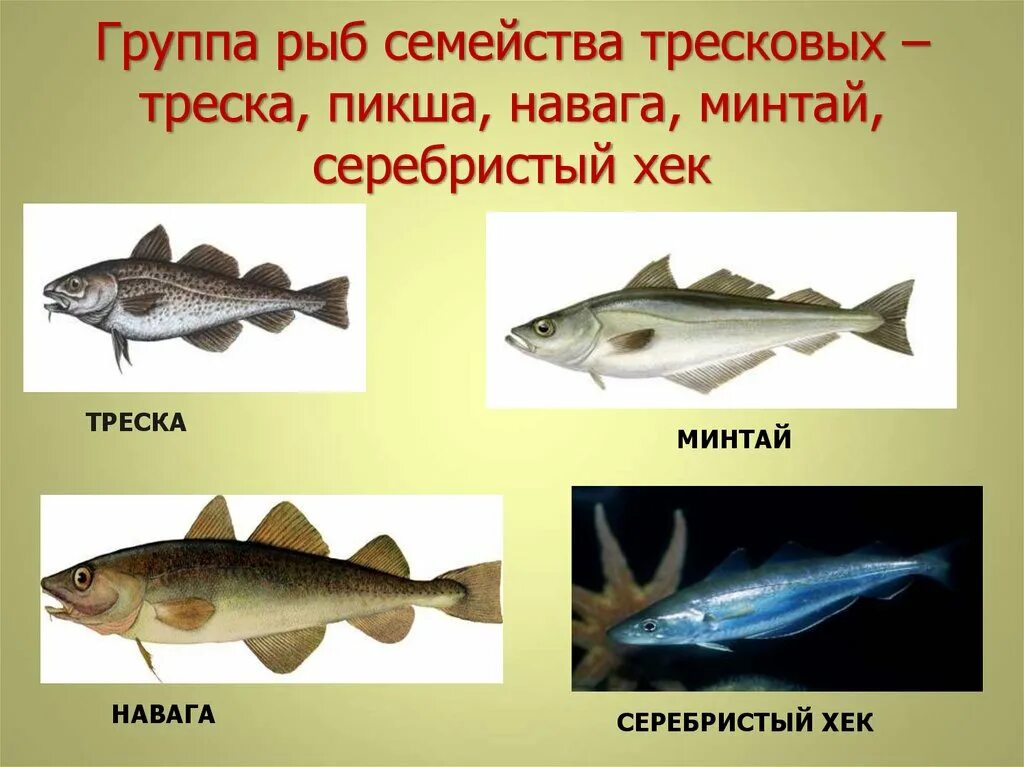 Примеры группы рыбы. Навага семейство тресковых. Породы рыб семейства минтай. Минтай хек треска пикша. Пикша тресковые.