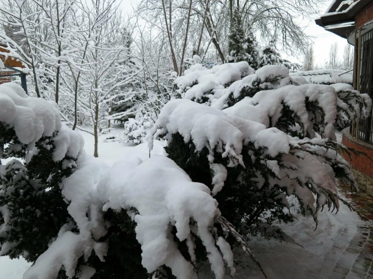 Когда открывать хвойные. Зимние кусты. Туя под снегом. Можжевельник под снегом. Можжевельник зимой.