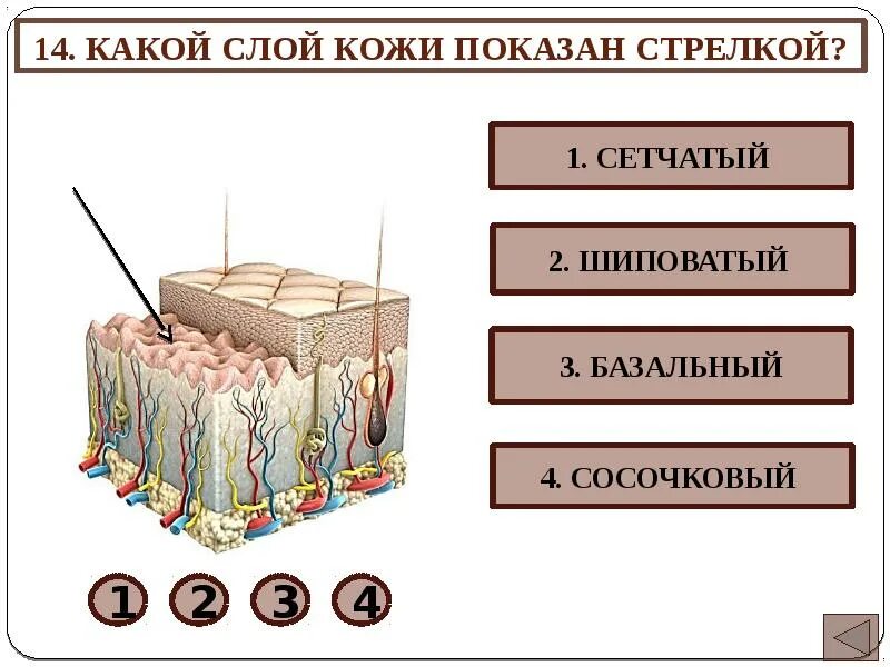 Функции сетчатого слоя. Слои кожи. 3 слоя кожи. шиповатый слой кожи. сосочковый и сетчатый слой кожи.