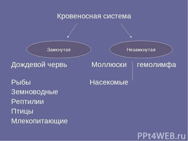 Виды кровеносных систем примеры Био_мозг. ЭВОЛЮЦИЯ КРОВЕНОСНОЙ СИСЕМЫ.