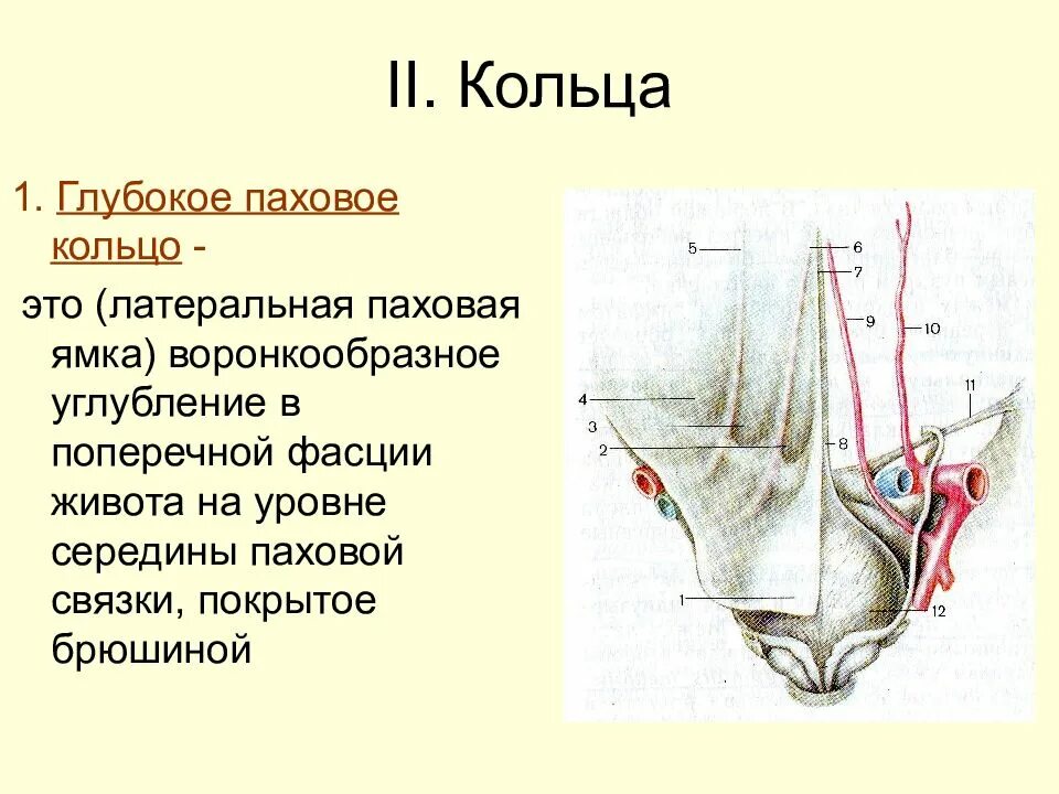 Болит паховая область у мужчин. Глубокое паховое кольцо анатомия. Внутренне отверстие пахового канала. Внутреннее паховое кольцо анатомия. Паховый канал анатомия отверстия.