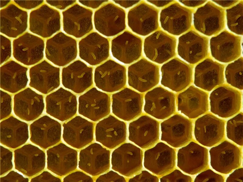 Шестиугольник гексагон. Как получить соты. Пчелиные соты в майнкрафте. Как получить соты в wacky wizards. Как получить соты.