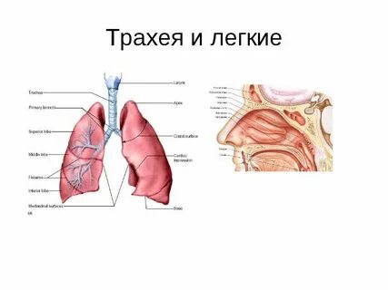 Трахея и легкие человека