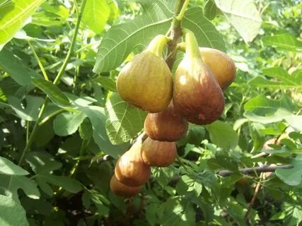 Инжир медовый описание сорта