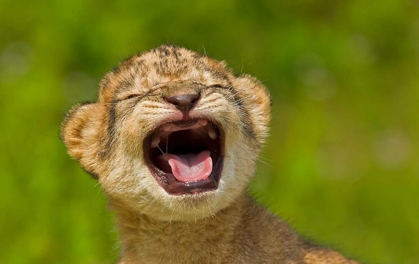 Картинка ррррр. Львенок рычит. Ррррр. Ррррр. Рык тигра.