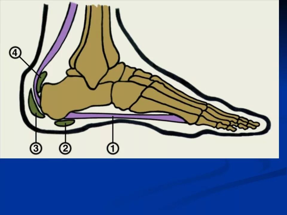 Сумки ахиллова сухожилия анатомия. Суставная сумка голеностопного сустава анатомия. Бурсит голеностопного сустава анатомия. Плантарный пяточный бурсит.