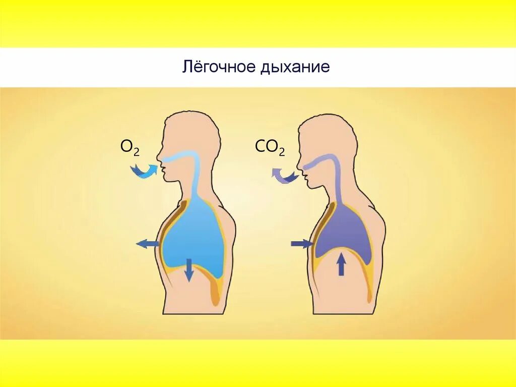 Внешнее дыхание. Внешнее дыхание человека. Механизм внутреннего дыхания. Процесс внешнего вдоха. Особенности внутреннего дыхания