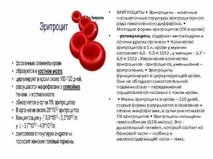 Постклеточные структуры