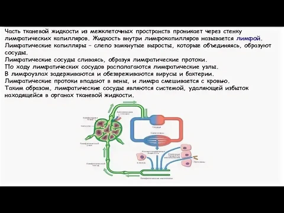Субэндотелиальный слой сосуда. Через неподвижную стенку капилляра могут проникать тромбоциты. Атеросклерозная бляшка в сосуде. Проникает через стенки сосудов. Проникает через стенки сосудов.