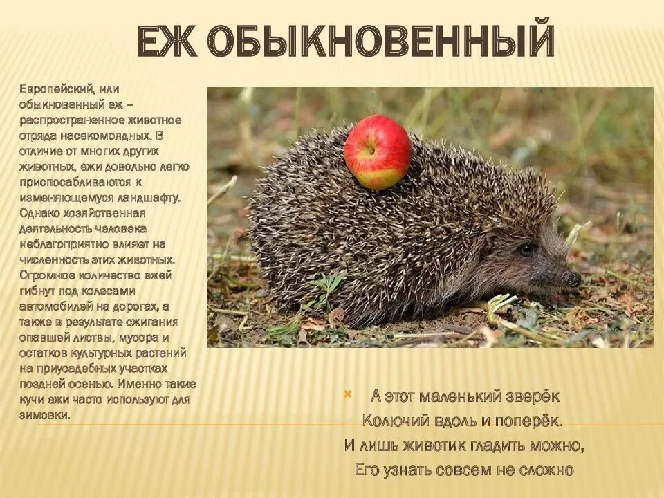 Рассказы о животных еж